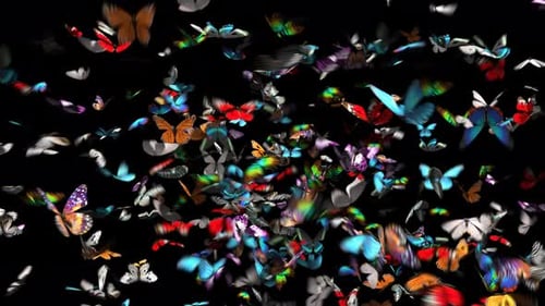 Schmetterling 4K