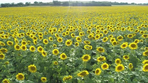 Aerial View of Endless Sunflower Field at Sunrise