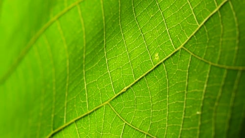 Green Leaf in Nature