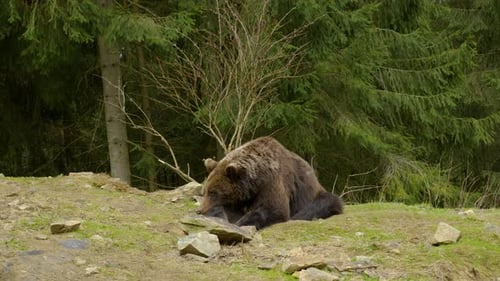 A Big Brown Bear in the Forest