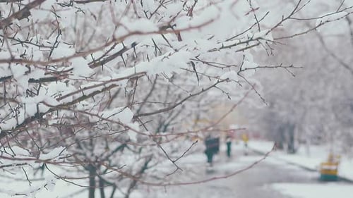 Snow Lying and Melting on Tree Branches Against White Park