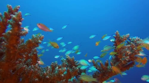 Arrecife de coral tropical colorido