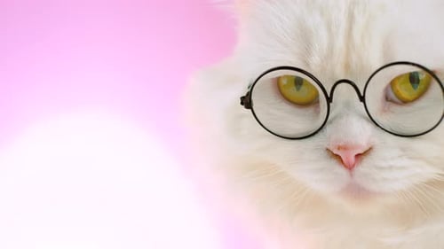 Haus-Soigne-Wissenschaftlerin Katze posiert auf rosa Hintergrundwand. Porträt eines weißen Kätzchens in Brille