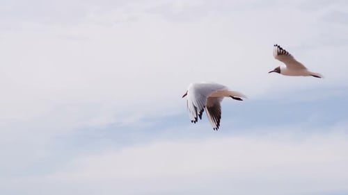 Seagulls soaring in blue sky