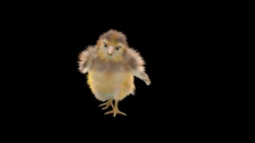 Dancing Baby Chick Alpha Channel Animation
