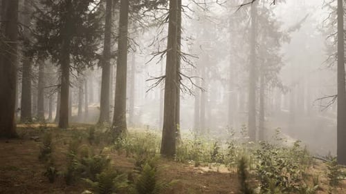 Sunbeams in Natural Spruce Forest