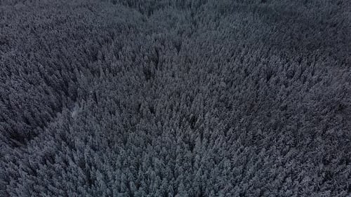 Luftfliege über dem Winterwald
