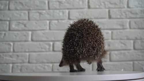 Wild Hedgehog. Small Mammal with Spiny Hairs on Its Back and Sides
