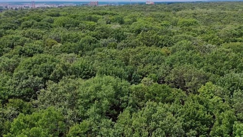 Blick von oben von der Drohne auf den Wald. Luftaufnahme eines Baumes in einem Wald von oben nach unten
