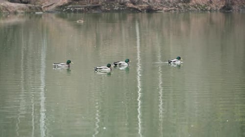 Wild ducks swim in the pond.