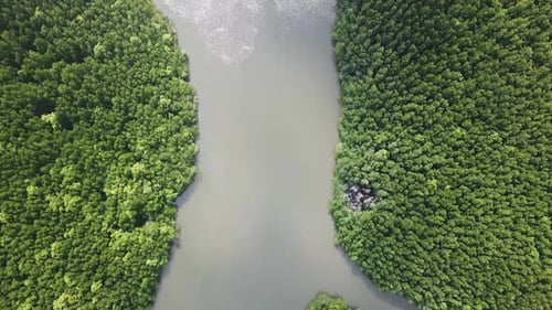 Aerial View on Mangrove Forest and River Thailand