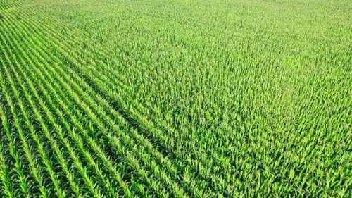 Beautiful Summer Landscape of a Corn Field