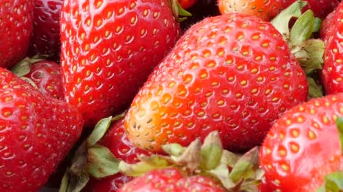 Juicy red Fragaria ananassa fruit background 4K 2160p UltraHD tilt footage - Garden strawberries