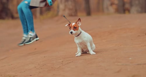 Dog Sits on the Shore and Looks Into the Distance. Puppy on a Leash with the Mistress. Portrait View