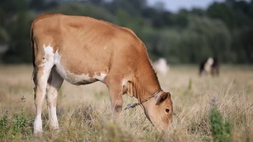 Domestic Cow Grazing on Farm Pasture with Green Grass