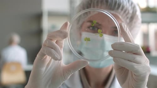 Woman Scientist Examining Seedlings in Petri Dish