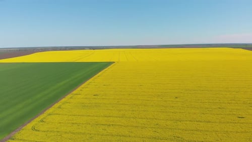 Aerial Drone View of Yellow Canola Field. Harvest Blooms Yellow Flowers Canola Oilseed.