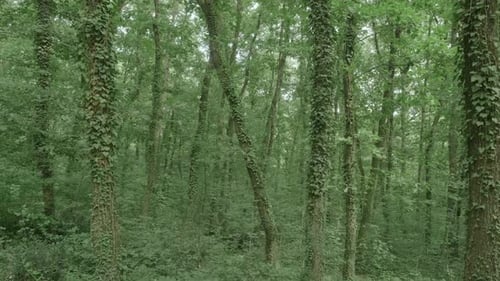 Natur und Wald