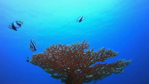 Blue Sea Water Surface