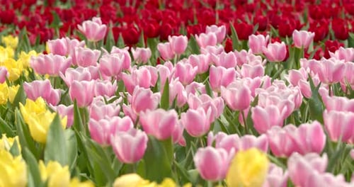 Beautiful tulip garden