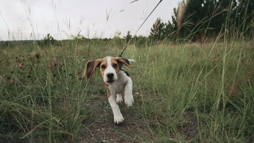 Happy Beagle Puppy Runs Through Tall Grass
