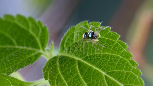Macro Shot Cute Little Jumping Spider with Striped Bright Body on Green Foliage
