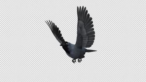 Eurasian Jackdaw - Flying Loop - Side Angle CU - Alpha Channel