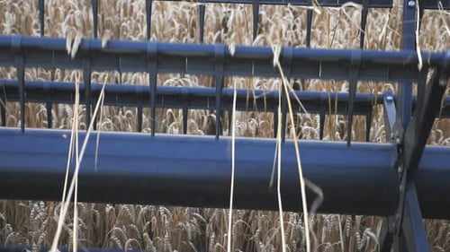 Detail View on Knife of Combine Spinning and Cutting Ears of Wheat. Harvester Working in Field