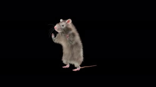 Realistic Rat Standing and Waving Animation