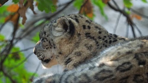 Spotted Snow Leopard Resting in Nature