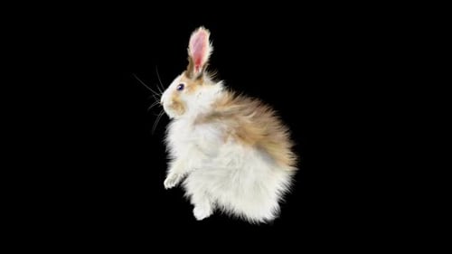 Animated Fluffy Rabbit Waving Alpha Channel