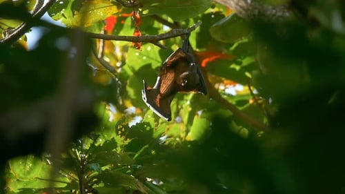 Flying Fox wäscht sich auf Baum