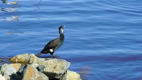 Black Cormorant Stands Alert on Coastal Rocks