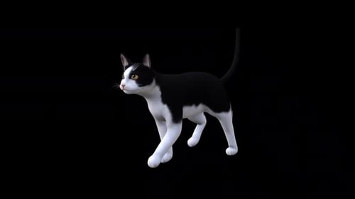 Black and White Cat Fast Walk Front Side View