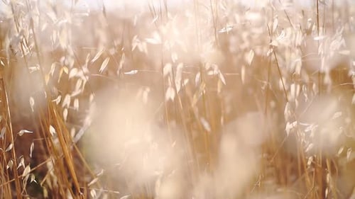 Das wunderschöne, leuchtend goldene Grasland Italiens an einem Sommertag - Blick aus dem niedrigen Winkel