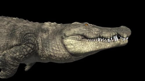 Crocodile Swim With Alpha Channel
