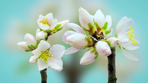 Blooming White Flowers on Branches Time-Lapse
