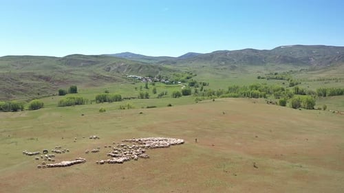 Aerial Sheep Herd
