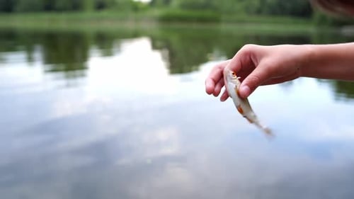 Child Releasing Small Fish into Lake Water