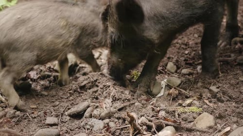 Zwei Wildschweine grasen im Wald. Wildes Leben des Waldes