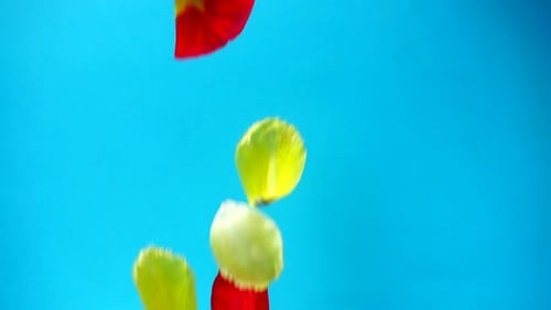 Flower Petals Falling on a Blue Background