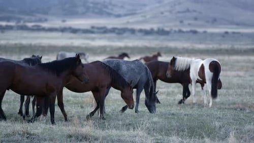 Wild horses grazing in slow motion at dawn