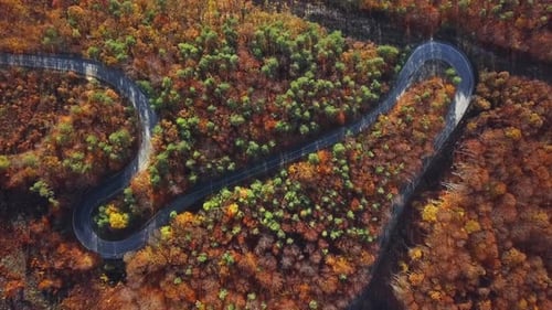 Aerial of Road in Sunny Autumn Forest.
