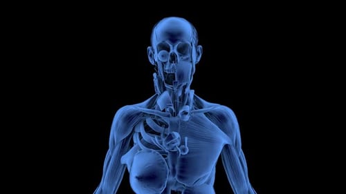 3D Human Anatomy Layers Reveal from Skeleton to Muscles