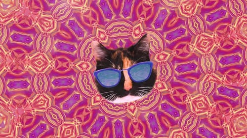 Animation par collage de visages de chats volant dans un design de mouvement minimal