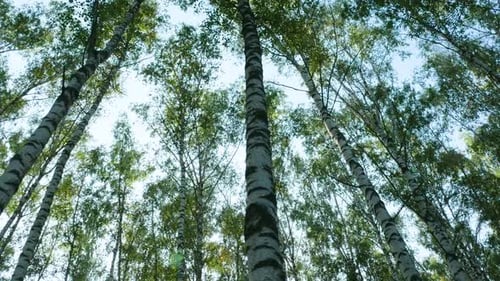Looking up through dense birch tree forest