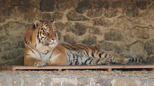 Close up Shot of Resting Tiger. Beautiful Wild Bengal Tiger Lying in zoo.
