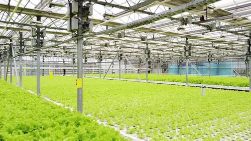 Indoor Lettuce Farm Growing Green Vegetables