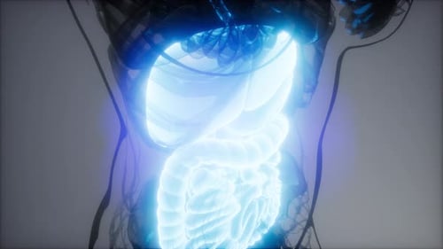 Animated 3D Medical Scan of Human Internal Organs