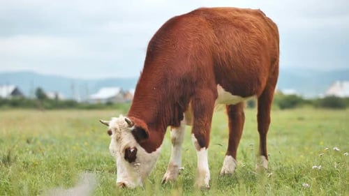 Brown Cow Grazing Peacefully in Rural Field